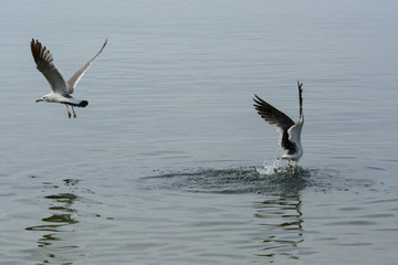 Two seagulls are fighting in the air.