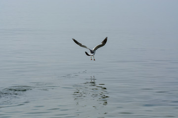Single seagull flyes in the sky.
