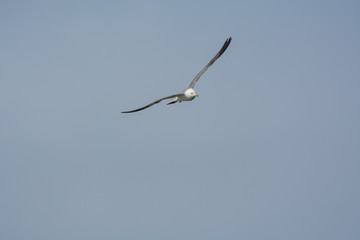 Single seagull flyes in the sky.