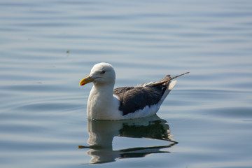 Fototapeta na wymiar Seagull on the water. closeup