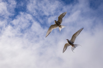 Sterna paradisaea - Arctic terns in flight in southeastern part of Iceland