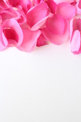 pink and pink rose petals isolated on white background