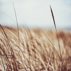 Rustikales Sommerfeld © Anna Studio