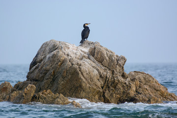 Cormorant sitting on a stone in the sea