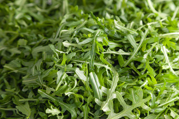 Closeup macro fresh green selected leaves of arugula herb. Concept diet, vegetarian, natural, low-calorie meal