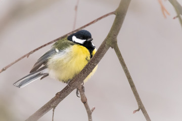 great tit on branch
