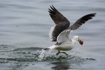 Fototapeta na wymiar Seagull on the water. closeup