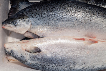 Closeup fresh whole salmon fish on red plastic cutting board in professional kitchen of restaurant is preparing for carving. Concept japanese food, sushi, sashimi, cutting raw fish