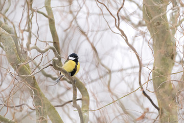 great tit in tree