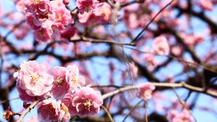 夕日のしだれ梅 クールイメージ 農業センター