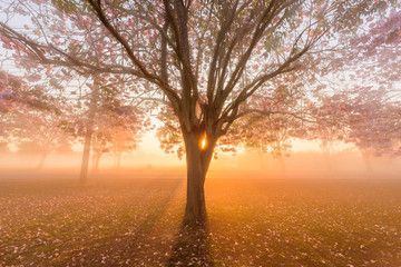 Fototapeta na wymiar Pink trumpet tree row with Mist in sunrise time / Pink trumpet with sunrise