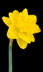 Bright spring narcissus over black background close-up
