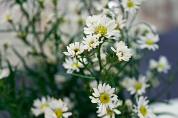 White daisy flower