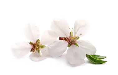 Naklejka na ściany i meble Blooming spring flowers isolated on white background