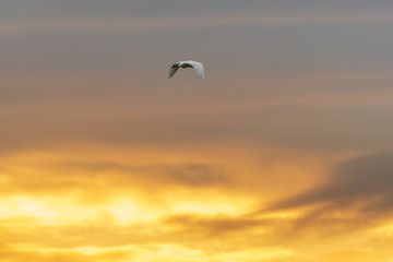 egrit in flight