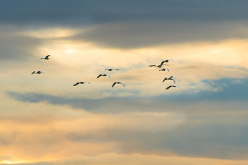 egrits in flight