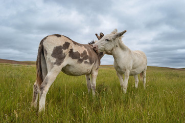 Obraz premium Donkeys 