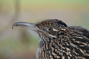 roadrunner bird