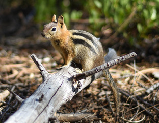 chipmunk