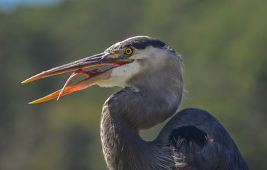 Heron