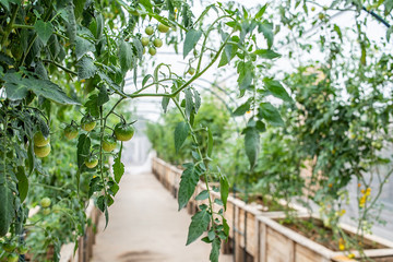 Fototapeta na wymiar Tomato greenhouse plantation