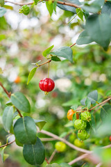 Brazilian red fruit grown on an orchard tree