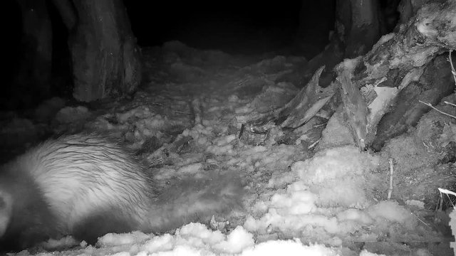 Iltis nachts im Wald, 