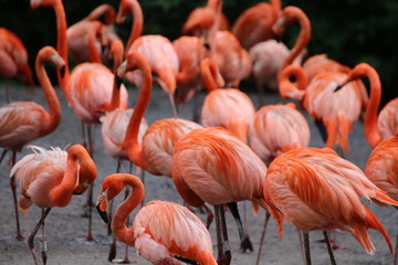Flamingos