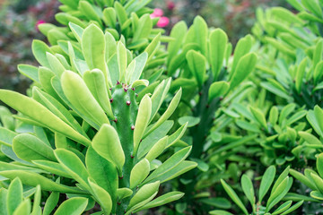 Obraz premium Unicorn planted in the garden