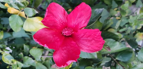 Obraz premium red hibiscus flower