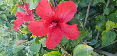 red hibiscus flower