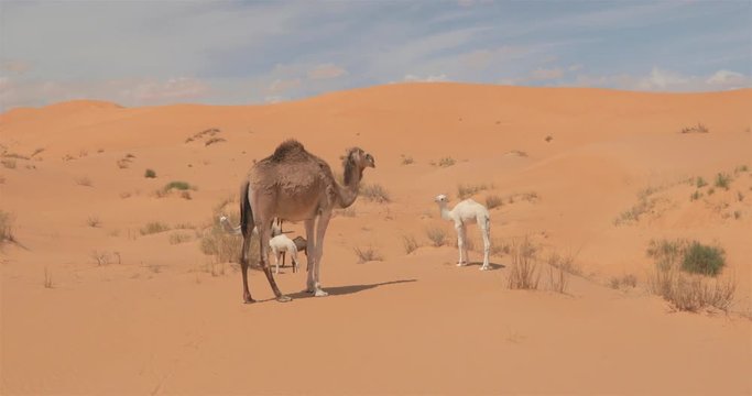 Taghit,; d&eacute;sert, dromadaires