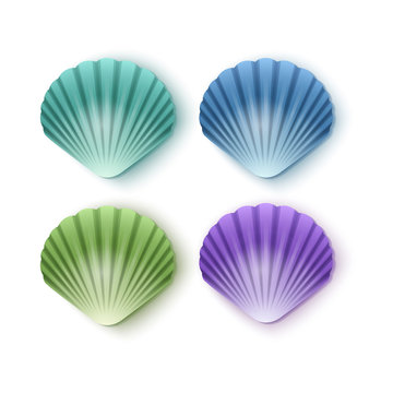 390,693 BEST Seashells IMAGES, STOCK PHOTOS & VECTORS | Adobe Stock