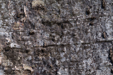 Closeup view of Baobab bark texture