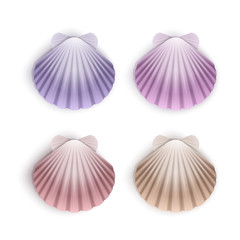 Set of scallop seashells, Vector seashells of cartoon style, illustration isolated on white background