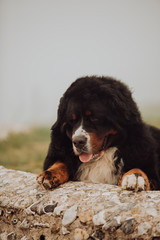 Bernese mountain dog on rock. green field