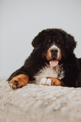 portrait Bernese mountain dog on rock. cute smile tongue