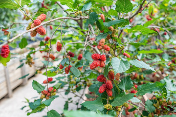Mulberry trees grown on the farm are covered with mulberry