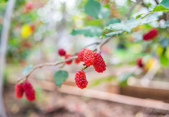 Mulberry trees grown on the farm are covered with mulberry