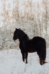 Black horse stand in winter on the white snow in forest