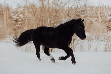 Black horse runs gallop in winter on the white snow in forest