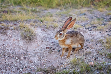 African hare in Amboseli Nationsl Park, Kenya