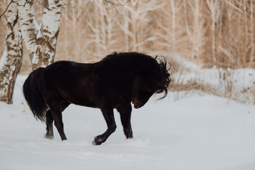 Fototapeta na wymiar Black horse runs gallop in winter on the white snow in forest
