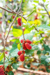 Mulberry trees grown on the farm are covered with mulberry