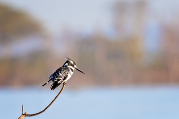 Male pied kingfisher on a branch at Lake Naivasha, Kenya