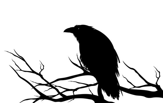 ominous raven sitting on a bare tree branch - black crow bird halloween theme vector silhouette design