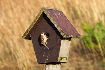 Feldsperling am Nistkasten