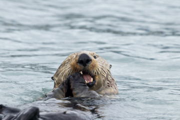 sea otter feeding mussels