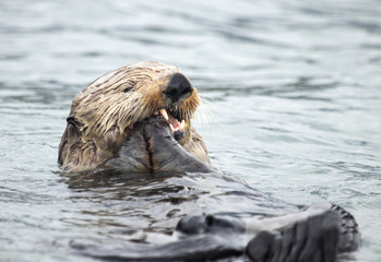 sea otter feeding mussels