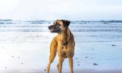 dog on beach